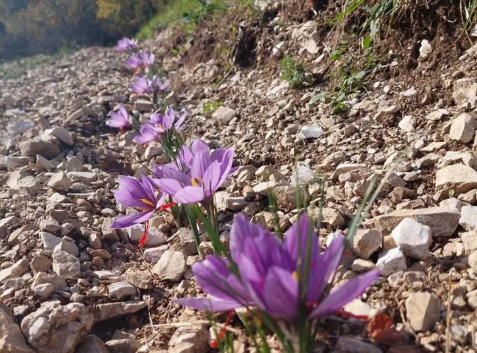 Nocleg ze śniadaniem Dolomitincanto Cesiomaggiore